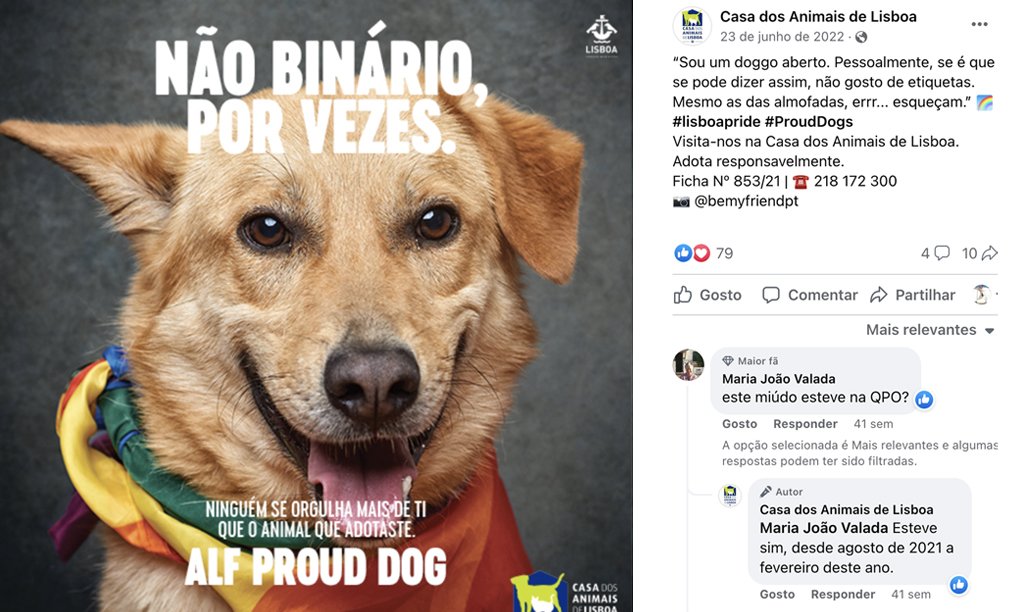7_AlfProudDog.jpg