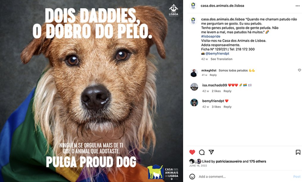 9_PulgaProudDog.jpg