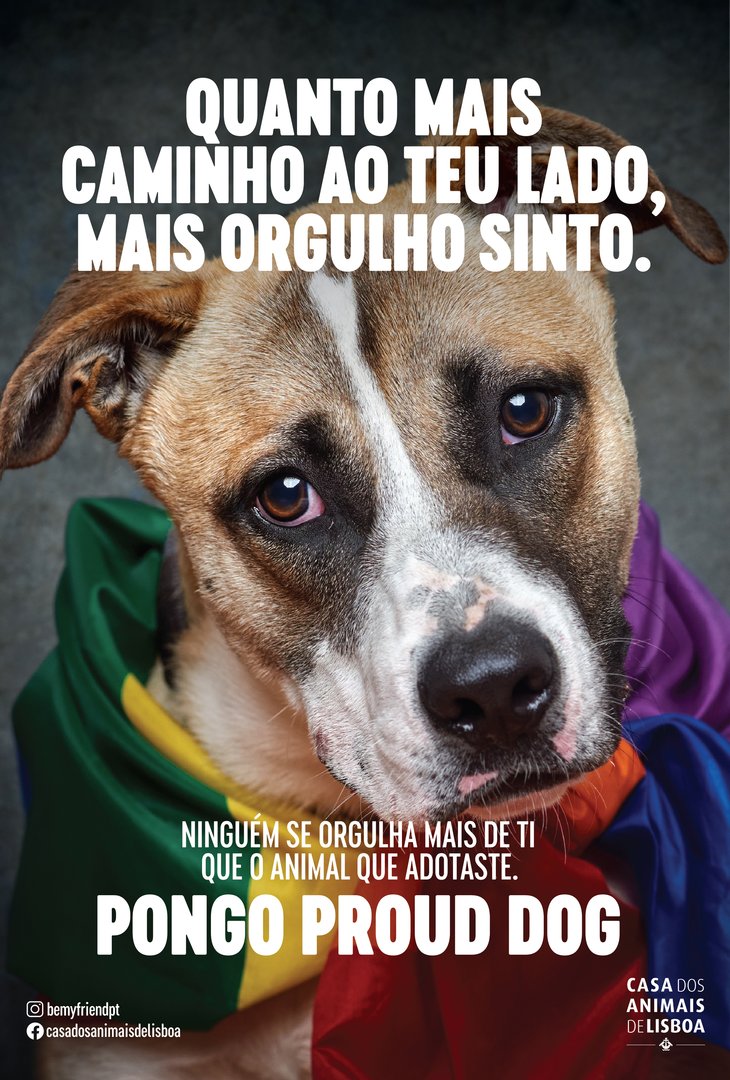 1_PongoProudDog.jpg