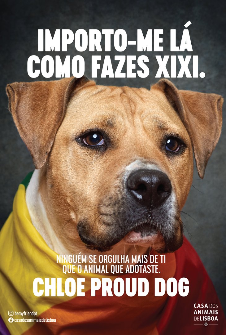 5_ChloeProudDog.jpg