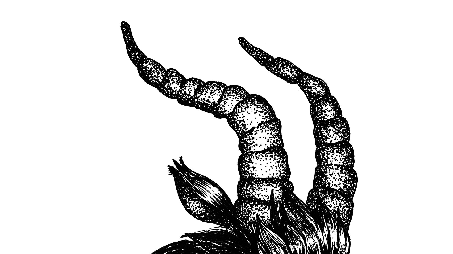 CABRITA-GOAT-ILUSTRAC-A-O-11.jpg