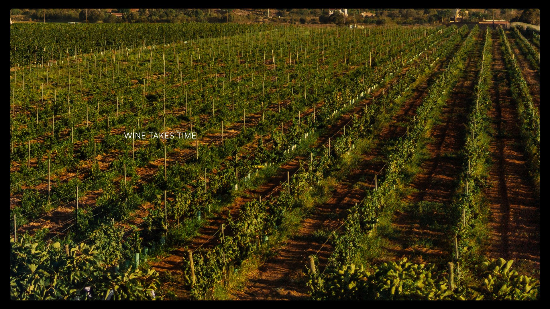 CCP-CABRITA-WINES-12.jpg