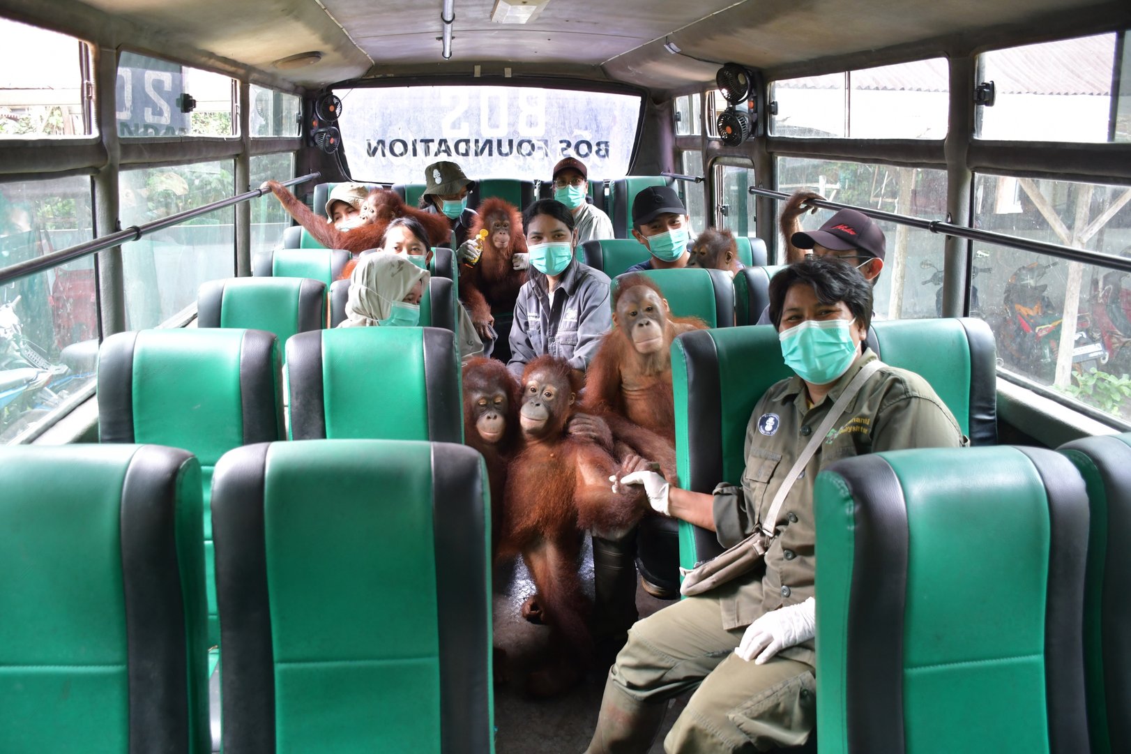Ein Bus voller Orang-Utan-Kinder