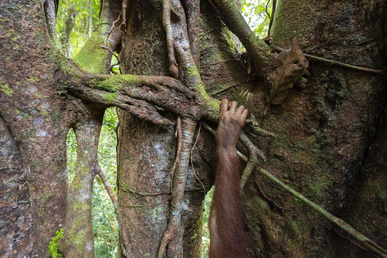 Titelbild zu Dschungelschule für Orangutans auf Sumatra
