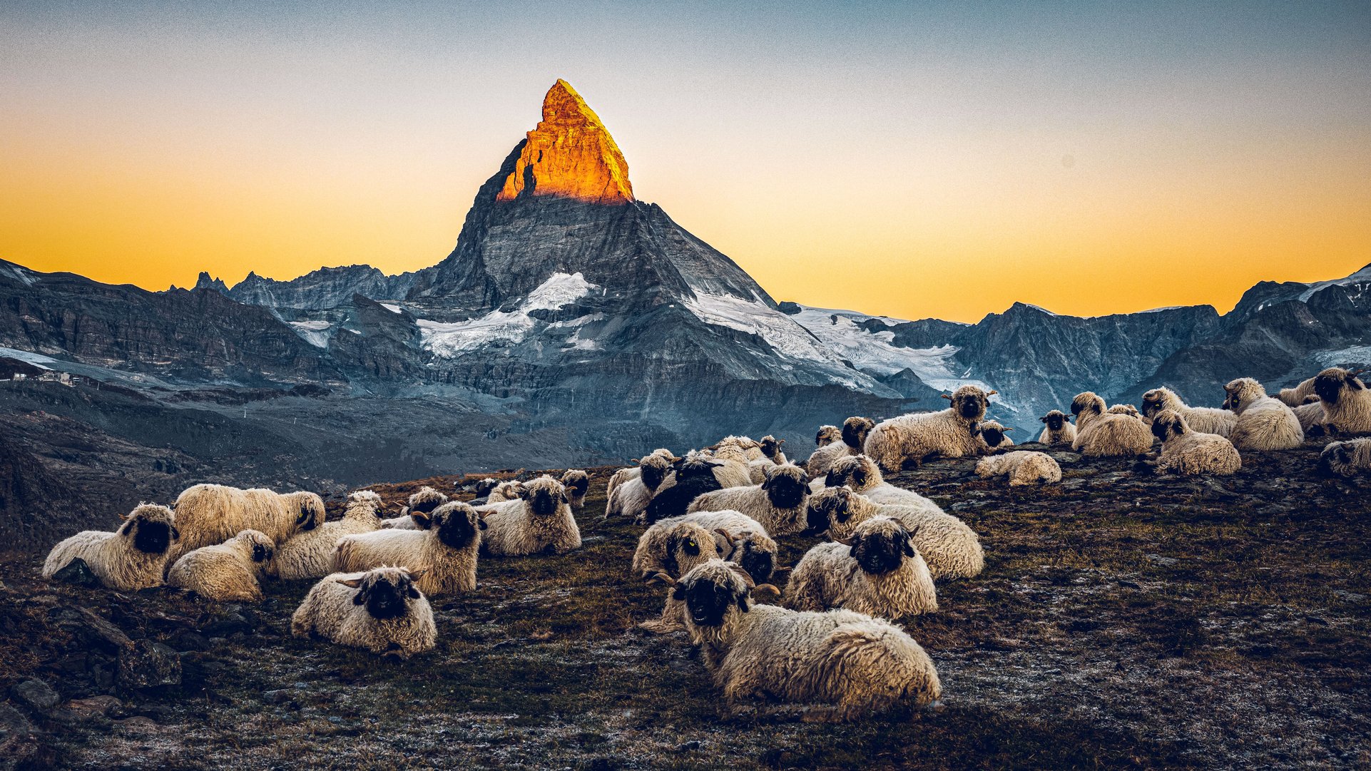 Meet the Sheeps am Riffelsee auf dem Gornergrat