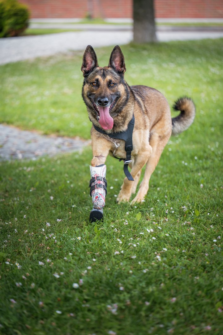 Eine neue Pfote für Henry