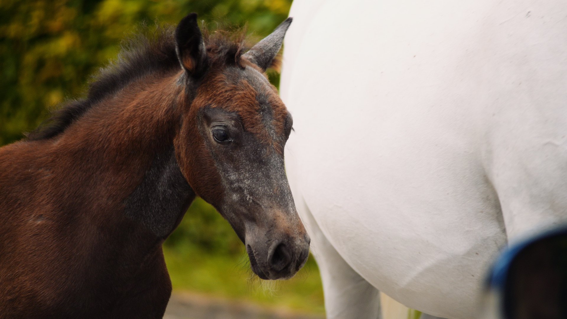 PR476B1-Lipizzaner-TV-EU-master-v1.00-00-10-15.Standbild006.jpg