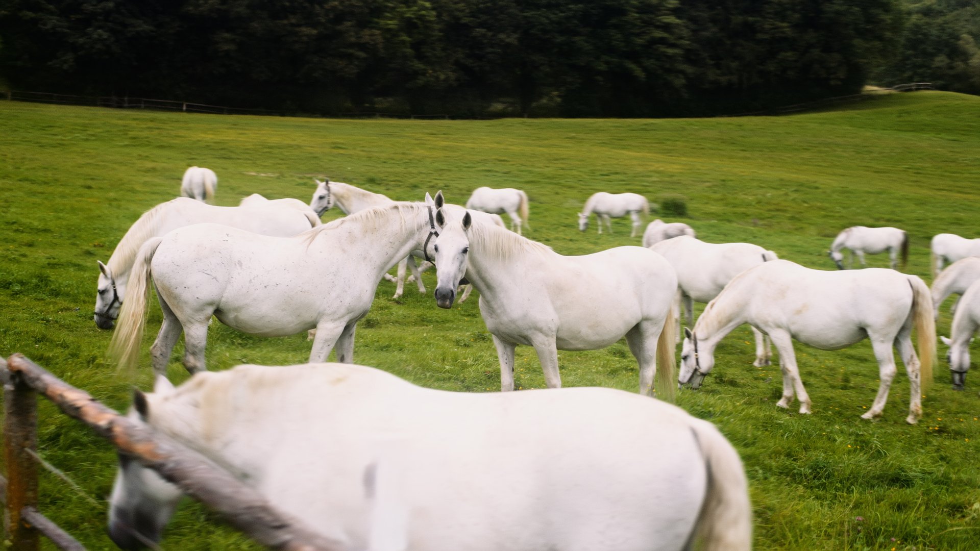 PR476B1-Lipizzaner-TV-EU-master-v1.00-00-02-13.Standbild004.jpg