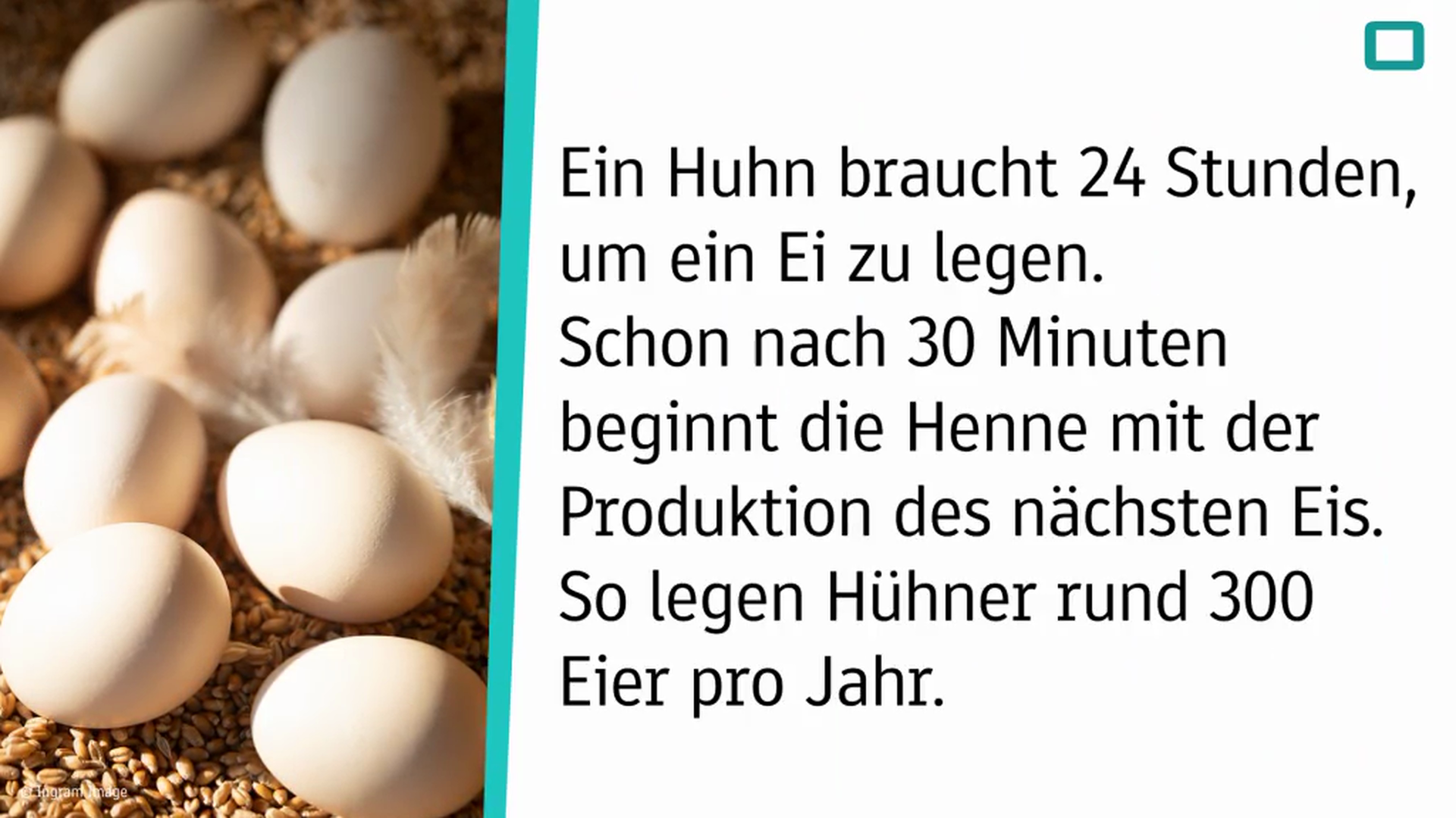 HK-Eierlegen.mp4