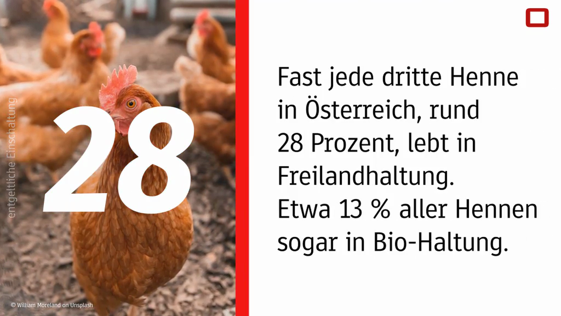 DWIZ-Henne-Oesterreich.mp4