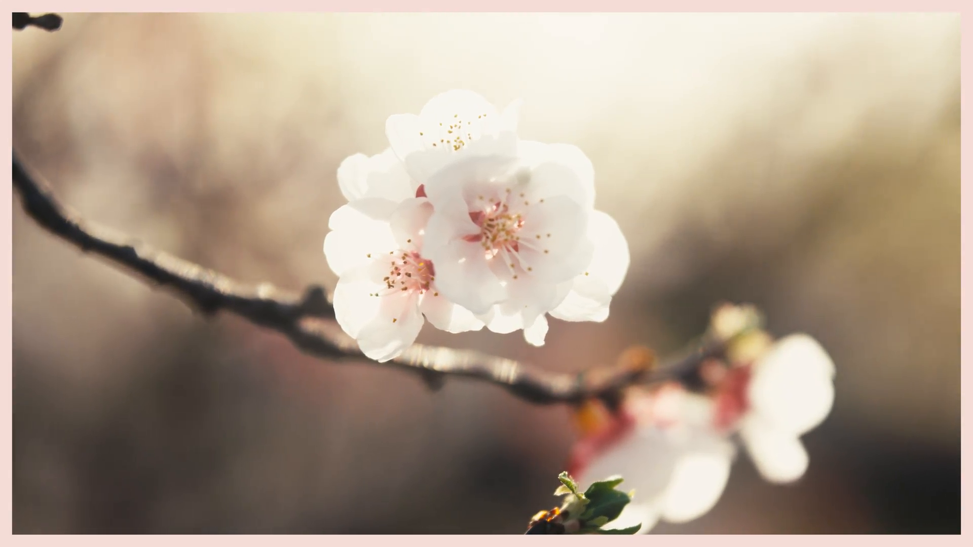 280725-Schlumberger-Mediaplus-16x9-DE.mov